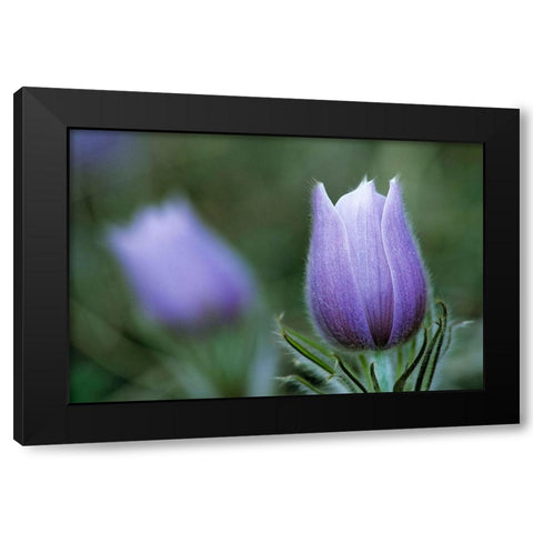 Canada-Manitoba-Sandilands Provincial Forest Prairie crocus flower close-up Black Modern Wood Framed Art Print with Double Matting by Jaynes Gallery