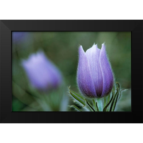 Canada-Manitoba-Sandilands Provincial Forest Prairie crocus flower close-up Black Modern Wood Framed Art Print by Jaynes Gallery