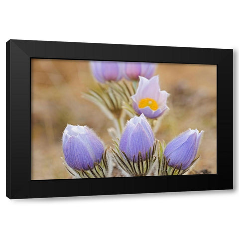 Canada-Manitoba Prairie crocus flowers close-up Black Modern Wood Framed Art Print by Jaynes Gallery
