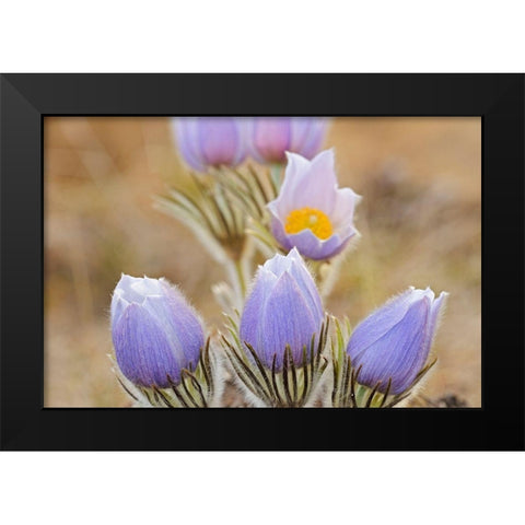 Canada-Manitoba Prairie crocus flowers close-up Black Modern Wood Framed Art Print by Jaynes Gallery