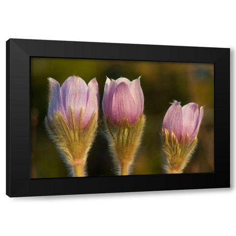 Canada-Manitoba-Sandilands Provincial Forest Prairie crocus flowers close-up Black Modern Wood Framed Art Print by Jaynes Gallery