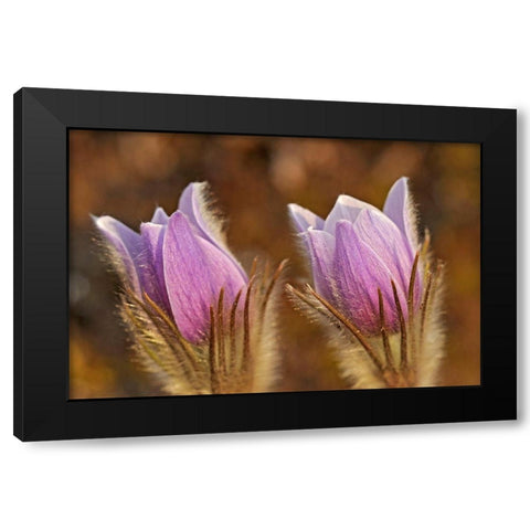 Canada-Manitoba-Sandilands Provincial Forest Prairie crocus flowers close-up Black Modern Wood Framed Art Print by Jaynes Gallery