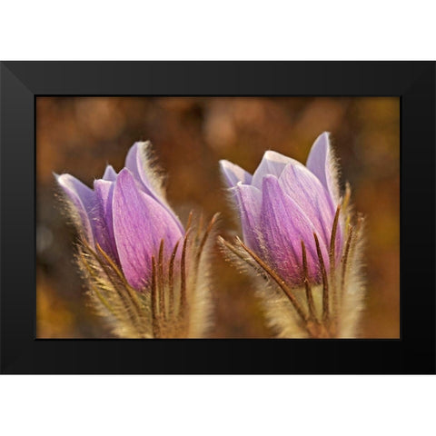 Canada-Manitoba-Sandilands Provincial Forest Prairie crocus flowers close-up Black Modern Wood Framed Art Print by Jaynes Gallery