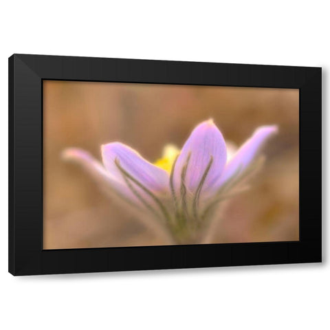 Canada-Manitoba-Libau Prairie crocus flower close-up Black Modern Wood Framed Art Print with Double Matting by Jaynes Gallery