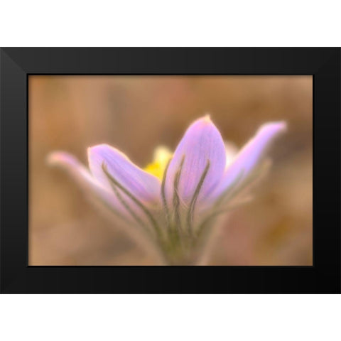 Canada-Manitoba-Libau Prairie crocus flower close-up Black Modern Wood Framed Art Print by Jaynes Gallery