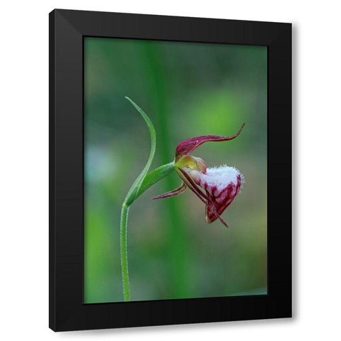 Canada-Manitoba-Sandilands Provincial Forest Rams-head ladys-slipper flower close-up Black Modern Wood Framed Art Print with Double Matting by Jaynes Gallery