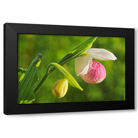 Canada-Manitoba-Richer Showy ladys slipper orchid close-up Black Modern Wood Framed Art Print with Double Matting by Jaynes Gallery