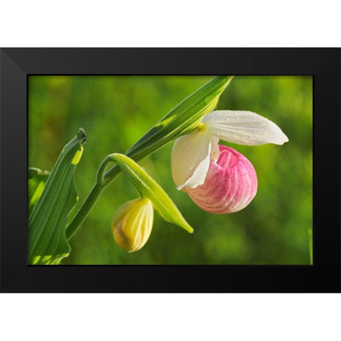 Canada-Manitoba-Richer Showy ladys slipper orchid close-up Black Modern Wood Framed Art Print by Jaynes Gallery
