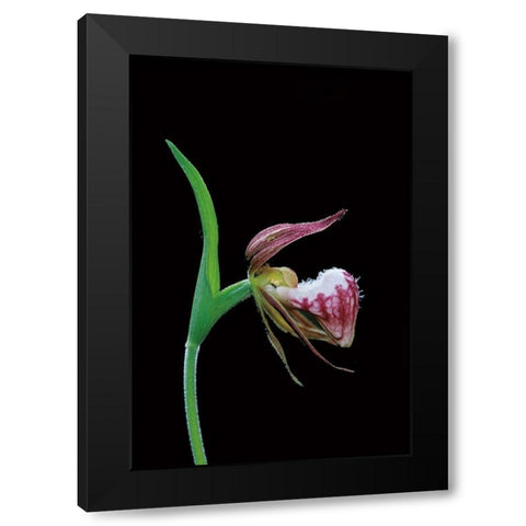 Canada-Manitoba-Sandilands Provincial Forest Rams-head ladys-slipper flower close-up Black Modern Wood Framed Art Print with Double Matting by Jaynes Gallery