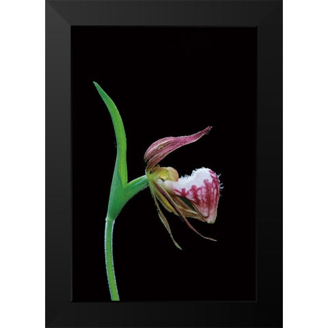 Canada-Manitoba-Sandilands Provincial Forest Rams-head ladys-slipper flower close-up Black Modern Wood Framed Art Print by Jaynes Gallery