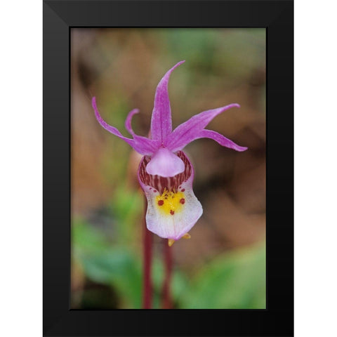 Canada-Manitoba-Agassiz Provincial Forest Calypso orchid close-up Black Modern Wood Framed Art Print by Jaynes Gallery