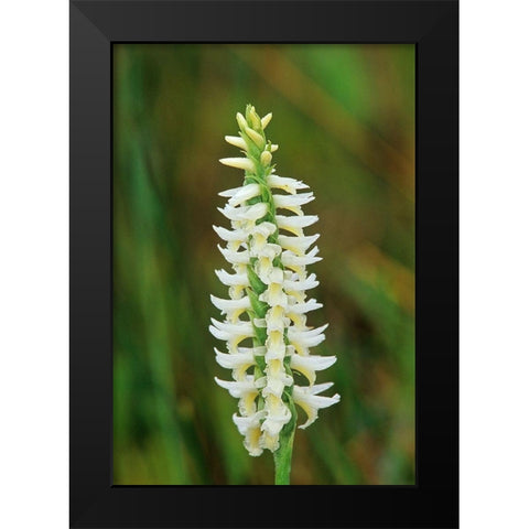 Canada-Manitoba-Tall-grass Prairie Preserve Great Plains ladys tresses orchids Black Modern Wood Framed Art Print by Jaynes Gallery