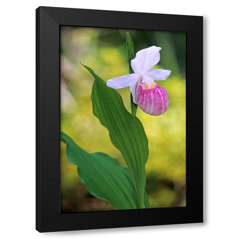Canada-Manitoba-Agassiz Provincial Forest Showy ladys slipper orchid close-up Black Modern Wood Framed Art Print with Double Matting by Jaynes Gallery