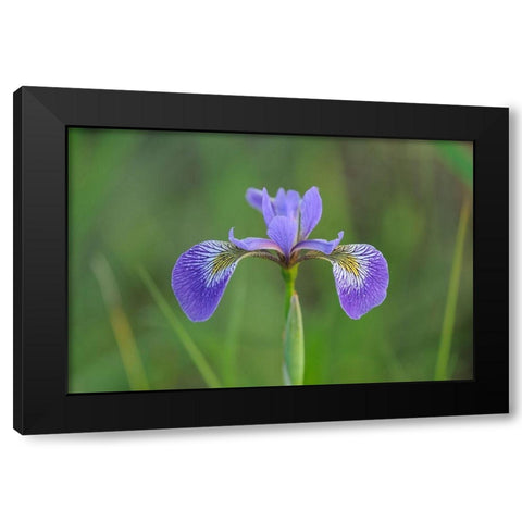 Canada-Manitoba-Whiteshell Provincial Park Blue flag iris in field Black Modern Wood Framed Art Print by Jaynes Gallery