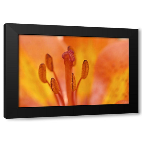 Canada-Manitoba-Tall-grass Prairie Preserve Wood lily detail Black Modern Wood Framed Art Print with Double Matting by Jaynes Gallery