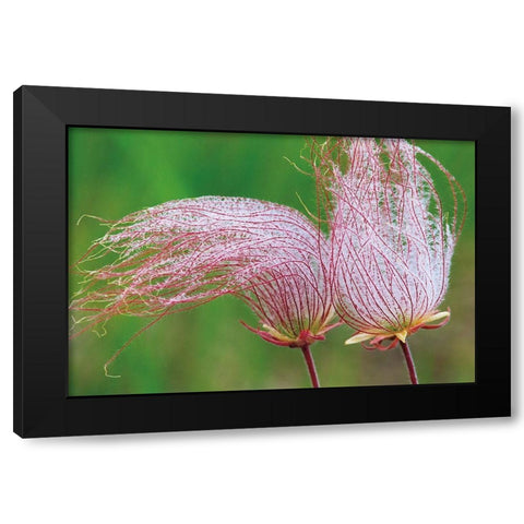 Canada-Manitoba-Birds Hill Provincial Park Three-flowered avens close-up Black Modern Wood Framed Art Print with Double Matting by Jaynes Gallery