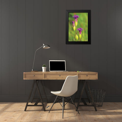 Canada-Manitoba-Tall-grass Prairie Preserve Fringed gentian flowers close-up Black Modern Wood Framed Art Print by Jaynes Gallery