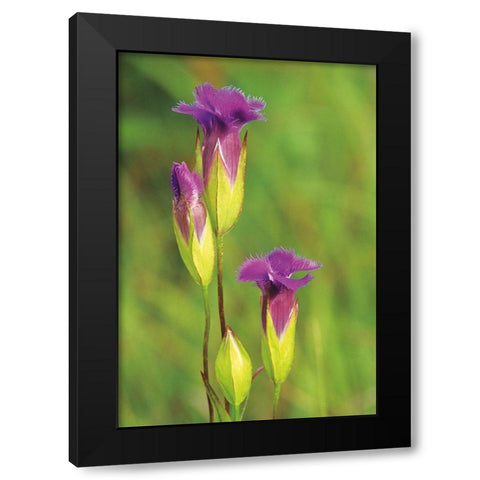 Canada-Manitoba-Tall-grass Prairie Preserve Fringed gentian flowers close-up Black Modern Wood Framed Art Print with Double Matting by Jaynes Gallery