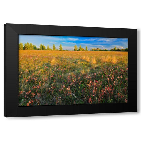 Canada-Manitoba-Birds Hill Provincial Park Three-flowered avens flowers and seed heads in field Black Modern Wood Framed Art Print with Double Matting by Jaynes Gallery