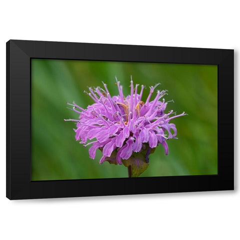 Canada-Manitoba-Winnipeg Wild bergamot flower close-up Black Modern Wood Framed Art Print with Double Matting by Jaynes Gallery