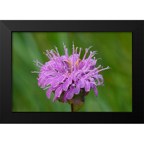 Canada-Manitoba-Winnipeg Wild bergamot flower close-up Black Modern Wood Framed Art Print by Jaynes Gallery