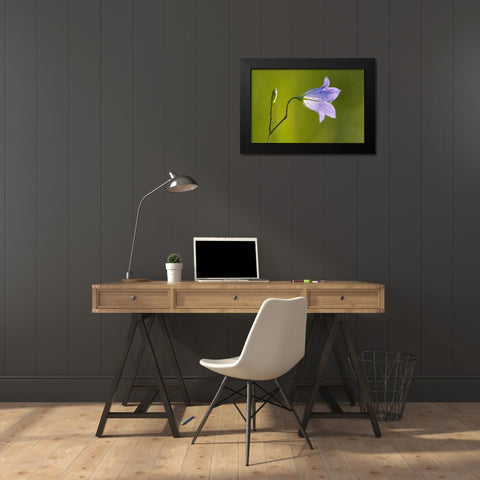 Canada-Manitoba-Winnipeg Close-up of harebells blossom Black Modern Wood Framed Art Print by Jaynes Gallery