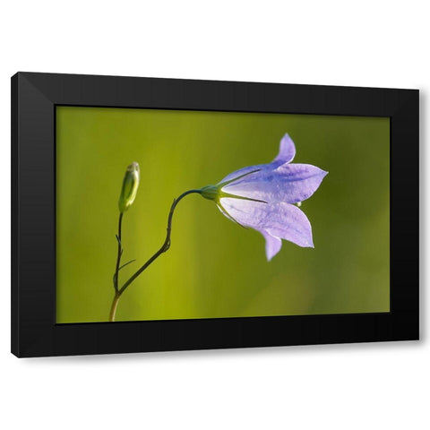 Canada-Manitoba-Winnipeg Close-up of harebells blossom Black Modern Wood Framed Art Print by Jaynes Gallery