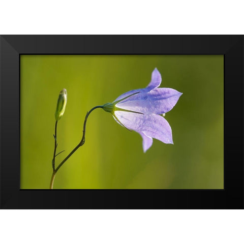 Canada-Manitoba-Winnipeg Close-up of harebells blossom Black Modern Wood Framed Art Print by Jaynes Gallery