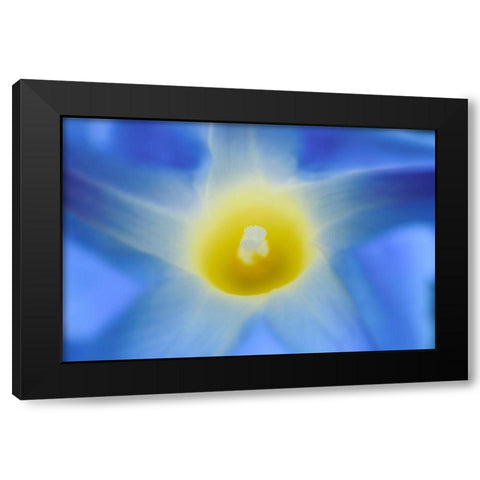Canada-Manitoba-Winnipeg Morning glory blossom close-up Black Modern Wood Framed Art Print by Jaynes Gallery
