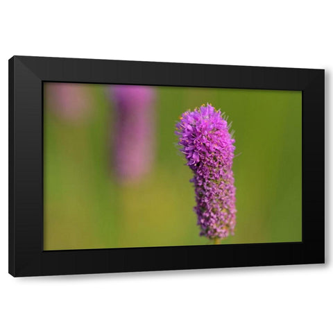 Canada-Manitoba-Winnipeg Purple prairie clover close-up Black Modern Wood Framed Art Print by Jaynes Gallery