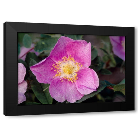 Canada-Manitoba-Nopiming Provincial Park Pink rose blossom close-up Black Modern Wood Framed Art Print by Jaynes Gallery
