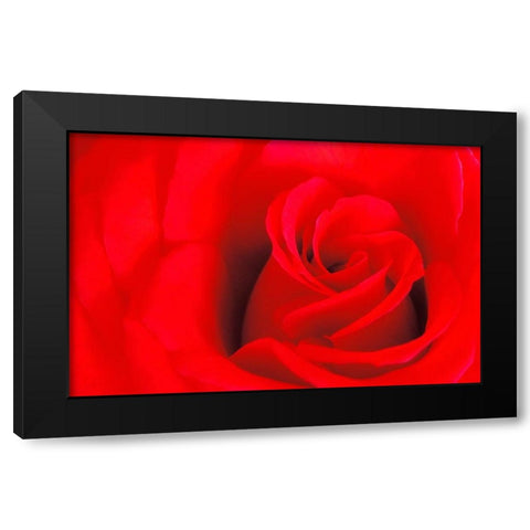 Canada-Manitoba-Winnipeg Detail of red rose Black Modern Wood Framed Art Print by Jaynes Gallery