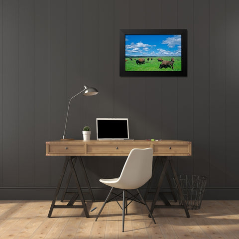 Canada-Manitoba-Riding Mountain National Park Herd of American plains bison grazing on prairie Black Modern Wood Framed Art Print by Jaynes Gallery