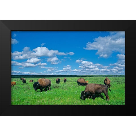 Canada-Manitoba-Riding Mountain National Park Herd of American plains bison grazing on prairie Black Modern Wood Framed Art Print by Jaynes Gallery