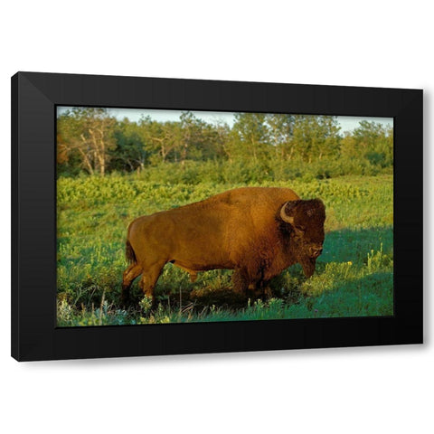 Canada-Manitoba-Riding Mountain National Park Close-up of male American plains bison Black Modern Wood Framed Art Print with Double Matting by Jaynes Gallery