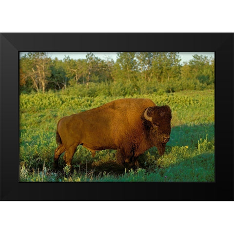 Canada-Manitoba-Riding Mountain National Park Close-up of male American plains bison Black Modern Wood Framed Art Print by Jaynes Gallery