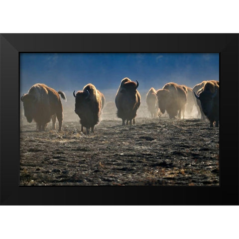 Canada-Manitoba-Riding Mountain National Park Herd of American plains bison on burned prairie Black Modern Wood Framed Art Print by Jaynes Gallery