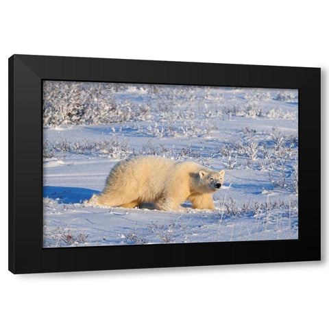 Canada-Manitoba-Churchill Polar bear walking through snow in evening light Black Modern Wood Framed Art Print by Jaynes Gallery