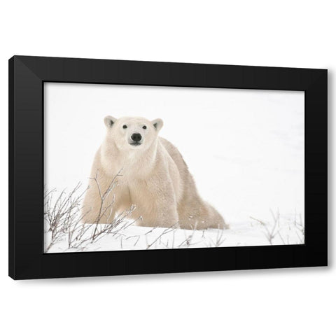 Canada-Manitoba-Churchill Polar bear on frozen tundra Black Modern Wood Framed Art Print with Double Matting by Jaynes Gallery