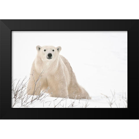 Canada-Manitoba-Churchill Polar bear on frozen tundra Black Modern Wood Framed Art Print by Jaynes Gallery