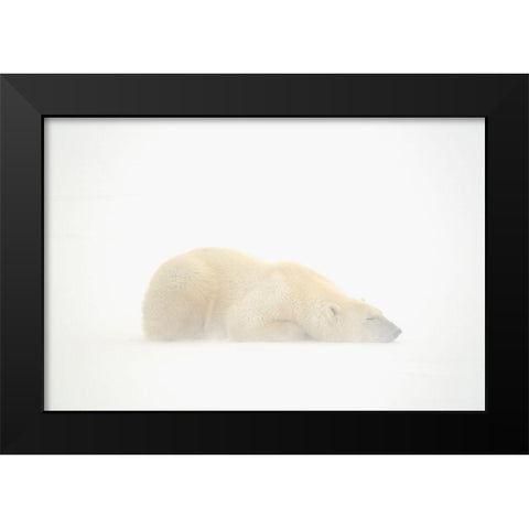 Canada-Manitoba-Churchill Polar bear sleeping on snow in fog Black Modern Wood Framed Art Print by Jaynes Gallery