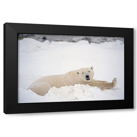 Canada-Manitoba-Churchill Polar bear resting in snow Black Modern Wood Framed Art Print by Jaynes Gallery
