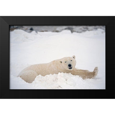 Canada-Manitoba-Churchill Polar bear resting in snow Black Modern Wood Framed Art Print by Jaynes Gallery