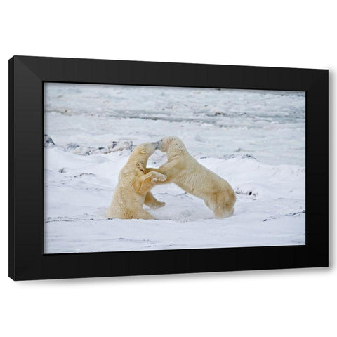 Canada-Manitoba-Churchill Young polar bears sparring Black Modern Wood Framed Art Print by Jaynes Gallery