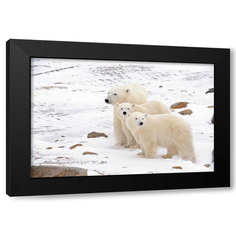 Canada-Manitoba-Churchill Mother polar bear and two cubs Black Modern Wood Framed Art Print with Double Matting by Jaynes Gallery