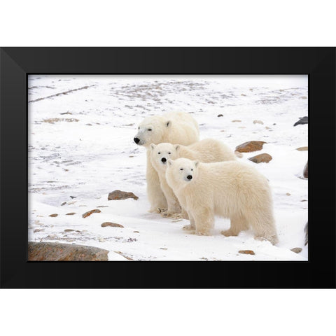 Canada-Manitoba-Churchill Mother polar bear and two cubs Black Modern Wood Framed Art Print by Jaynes Gallery