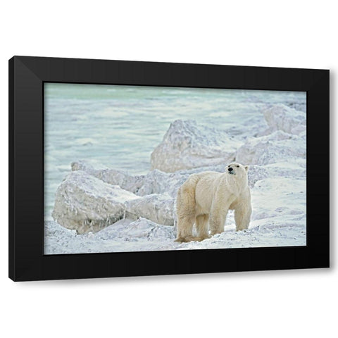 Canada-Manitoba-Churchill Polar bear on rocky frozen tundra Black Modern Wood Framed Art Print with Double Matting by Jaynes Gallery