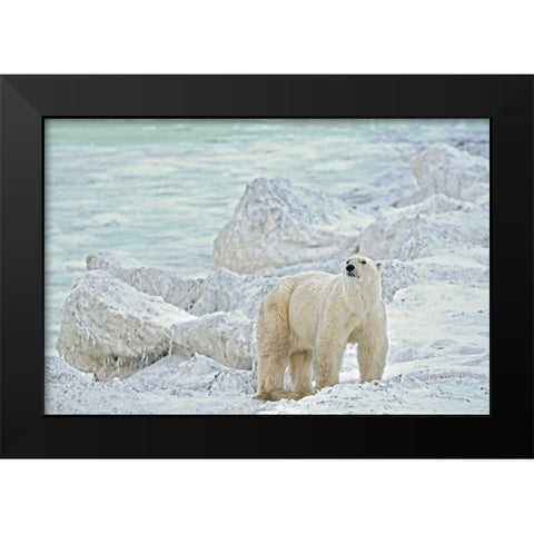 Canada-Manitoba-Churchill Polar bear on rocky frozen tundra Black Modern Wood Framed Art Print by Jaynes Gallery