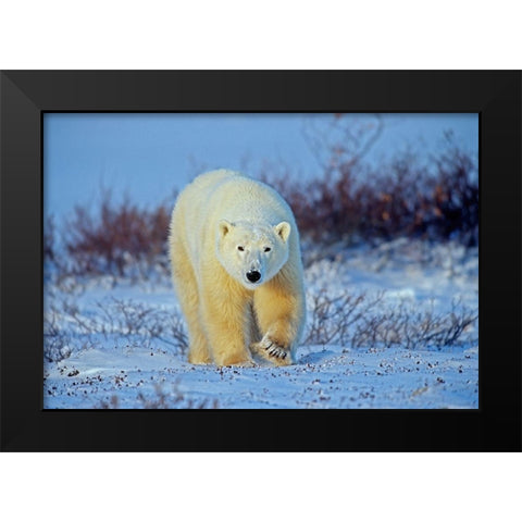 Canada-Manitoba-Churchill Polar bear walking on frozen tundra Black Modern Wood Framed Art Print by Jaynes Gallery