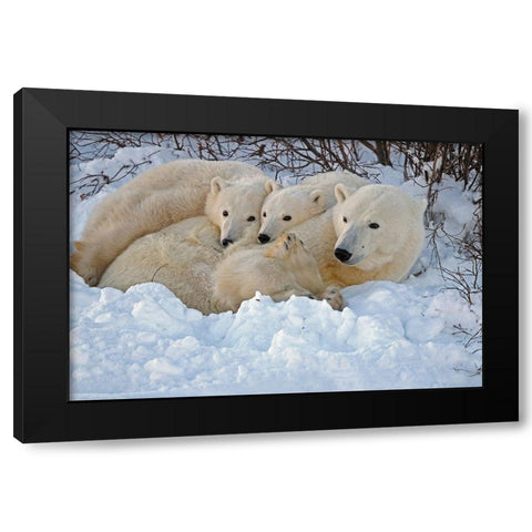 Canada-Manitoba-Churchill Mother polar bear with two cubs resting in snowbank at sunset Black Modern Wood Framed Art Print with Double Matting by Jaynes Gallery